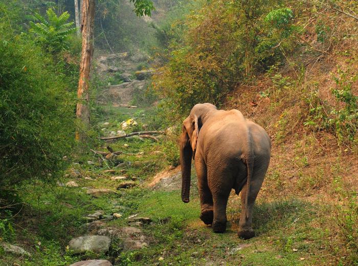 Mekong elephant park