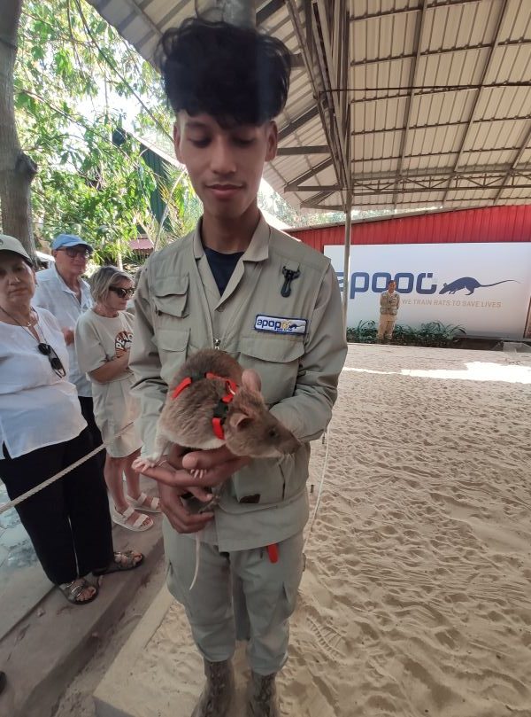 Rencontre avec les HeroRats de l’APOPO