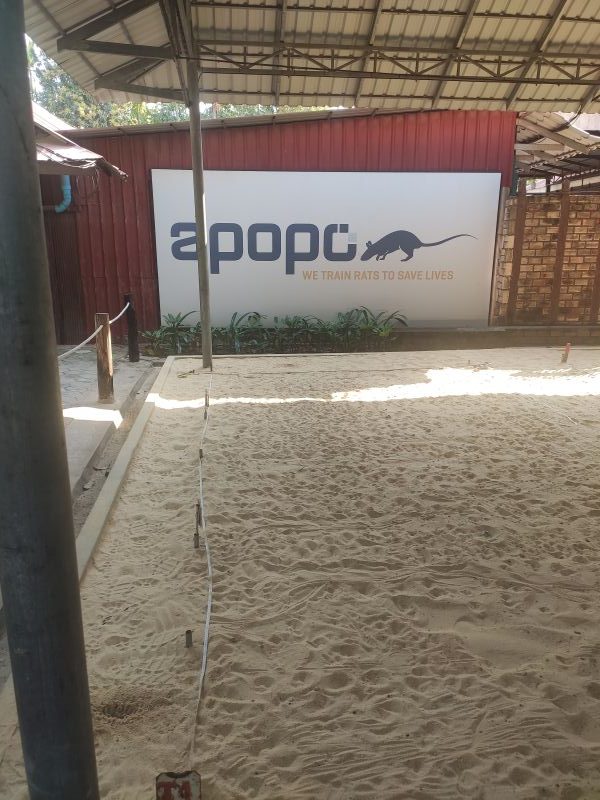 Rencontre avec les HeroRats de l’APOPO