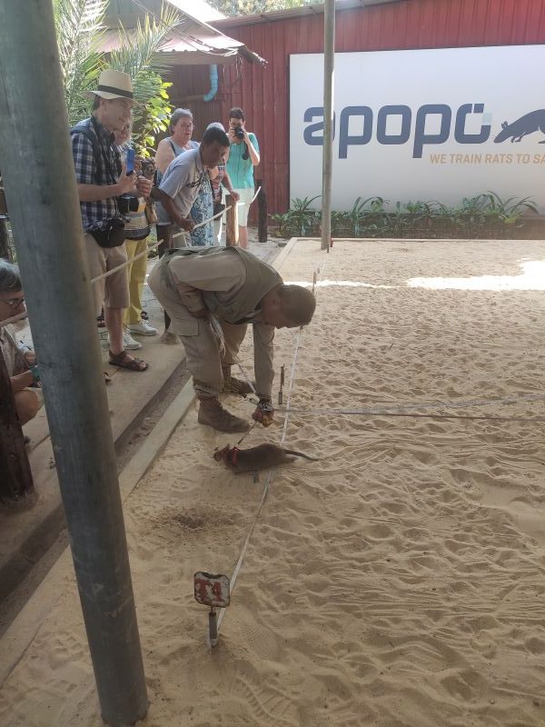 Rencontre avec les HeroRats de l’APOPO