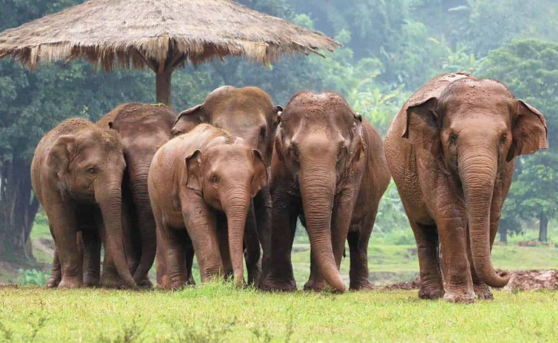 Elephant Nature Park