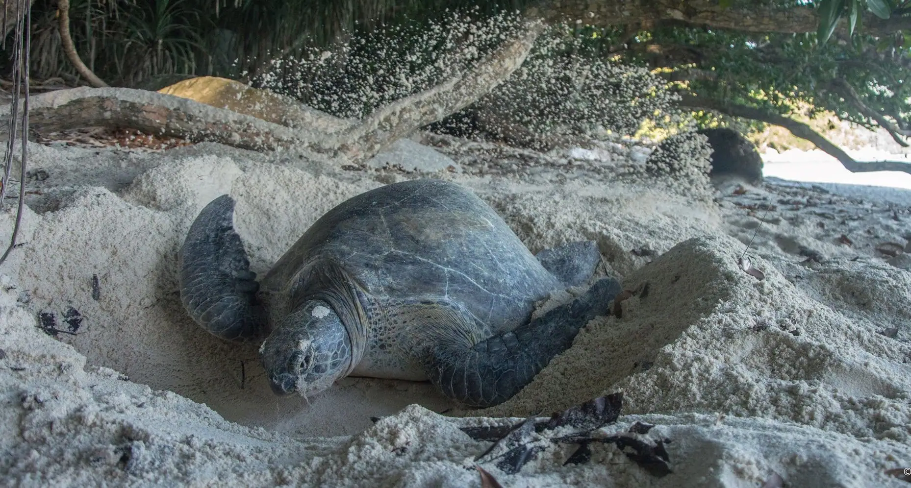 Turtle Conservation Program