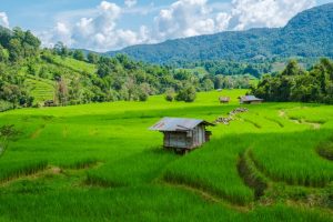 terraced-rice-field-in-chiangmai-royal-project-kh-2026-03-16-23-59-01-utc