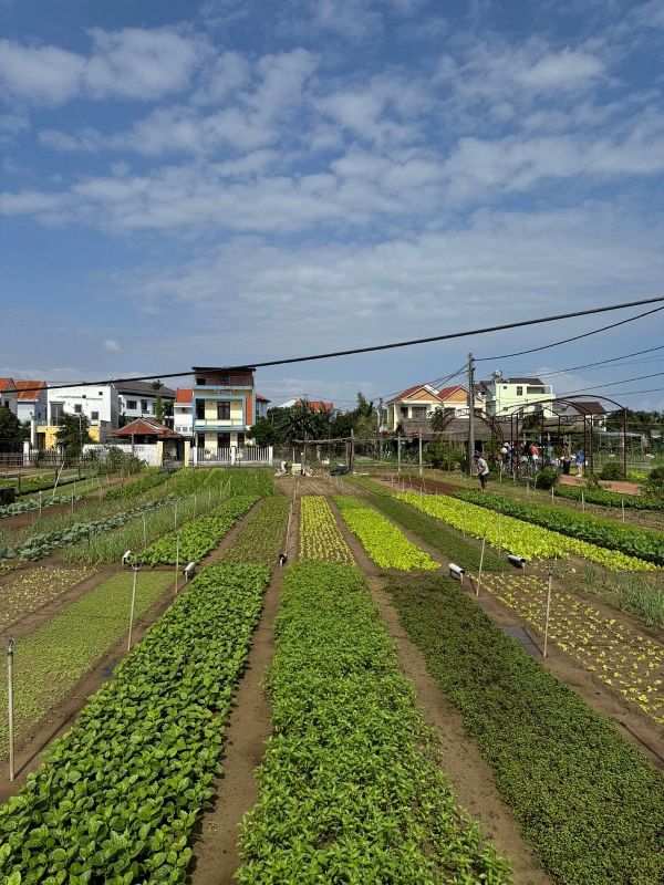 Alvin N - Tripadvisor -Tra Que Cycling - Hoi An
