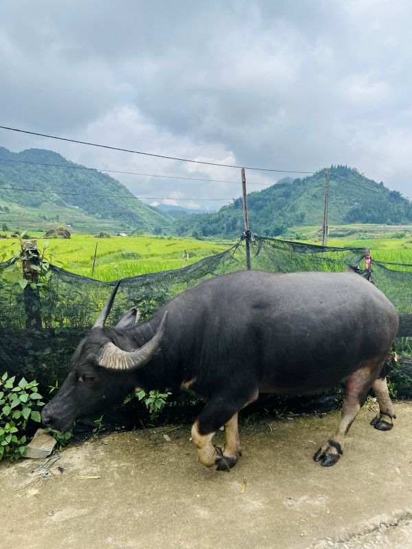 ta giang phinh