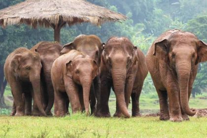 Elephant Nature Park