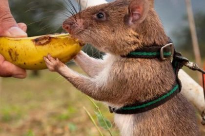 Siem Riep - Hero Rats Visitor Center