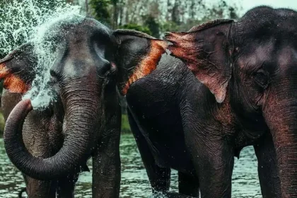 BACI CEREMONY FOR A RESCUED ELEPHANT