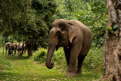 Mekong elephant park luxe experience