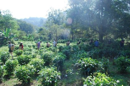 Araksa Tea Experience Tour