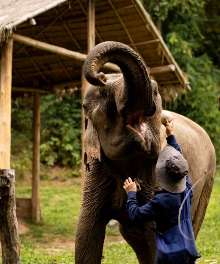 Vivre aux côtés des éléphants au Mekong Elephant Park 1